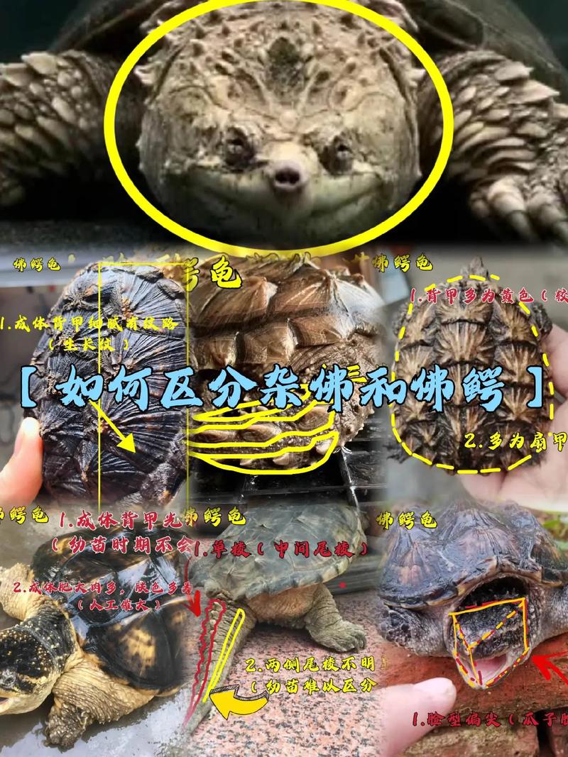 开云体育：AG真人赌场经验分享，新手玩家如何入门